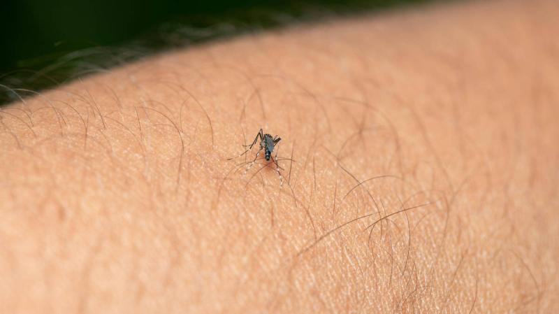 mosquito on person's arm