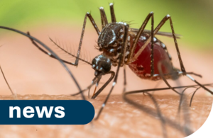 close up of mosquito biting person